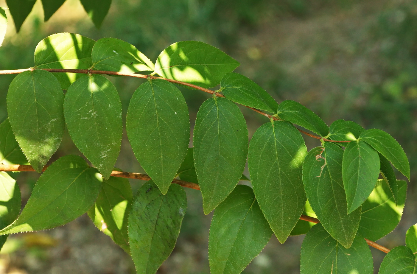 Изображение особи род Deutzia.