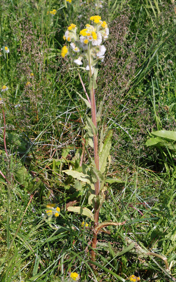 Image of Tephroseris palustris specimen.