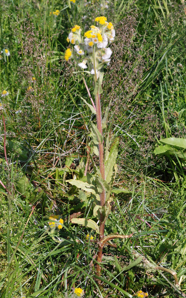 Изображение особи Tephroseris palustris.