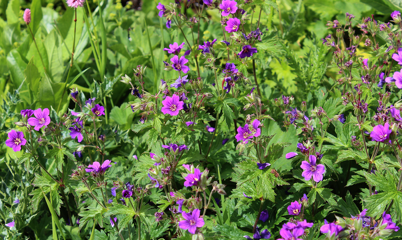 Изображение особи Geranium sylvaticum.