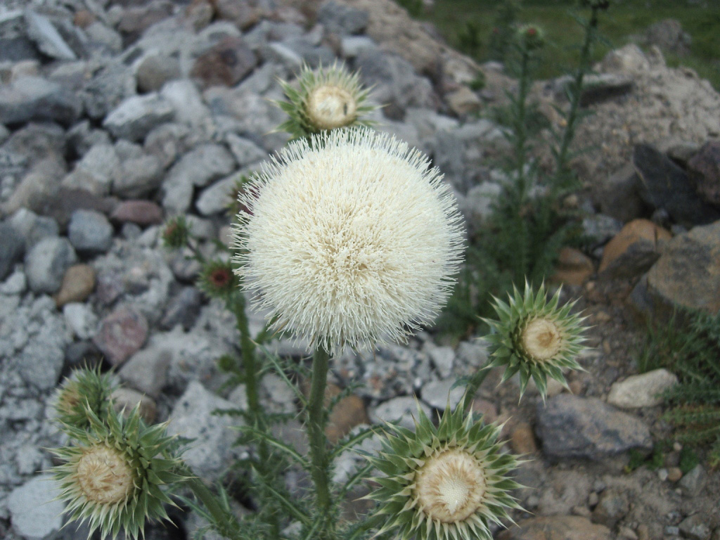 Image of Carduus thoermeri specimen.