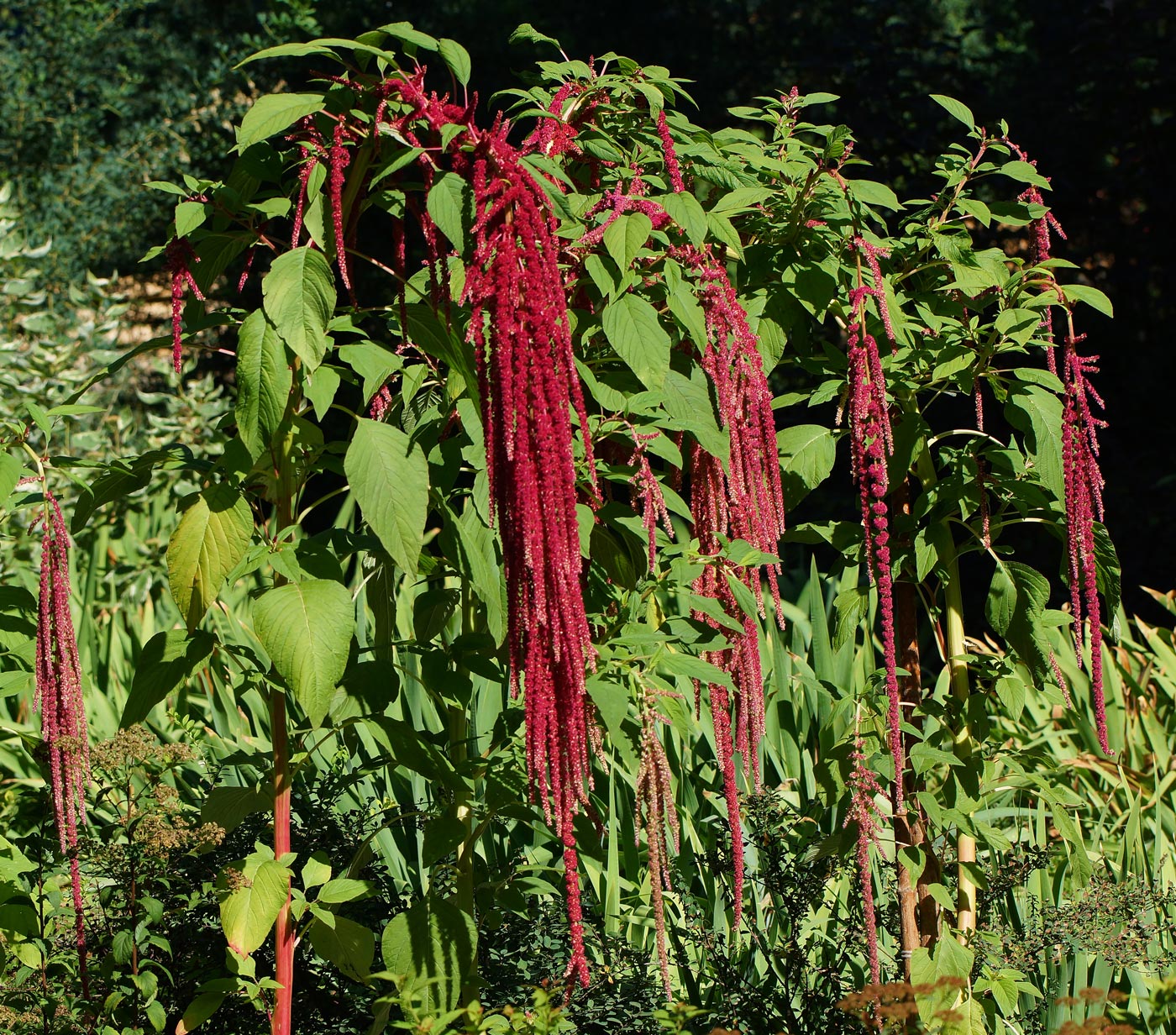 Image of Amaranthus caudatus specimen.