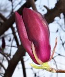 Magnolia × soulangeana. Распускающийся цветок. Узбекистан, г. Ташкент, Ботанический сад им. Ф.Н.Русанова. 20.03.2018.
