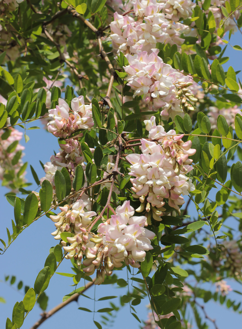 Image of Robinia &times; ambigua specimen.