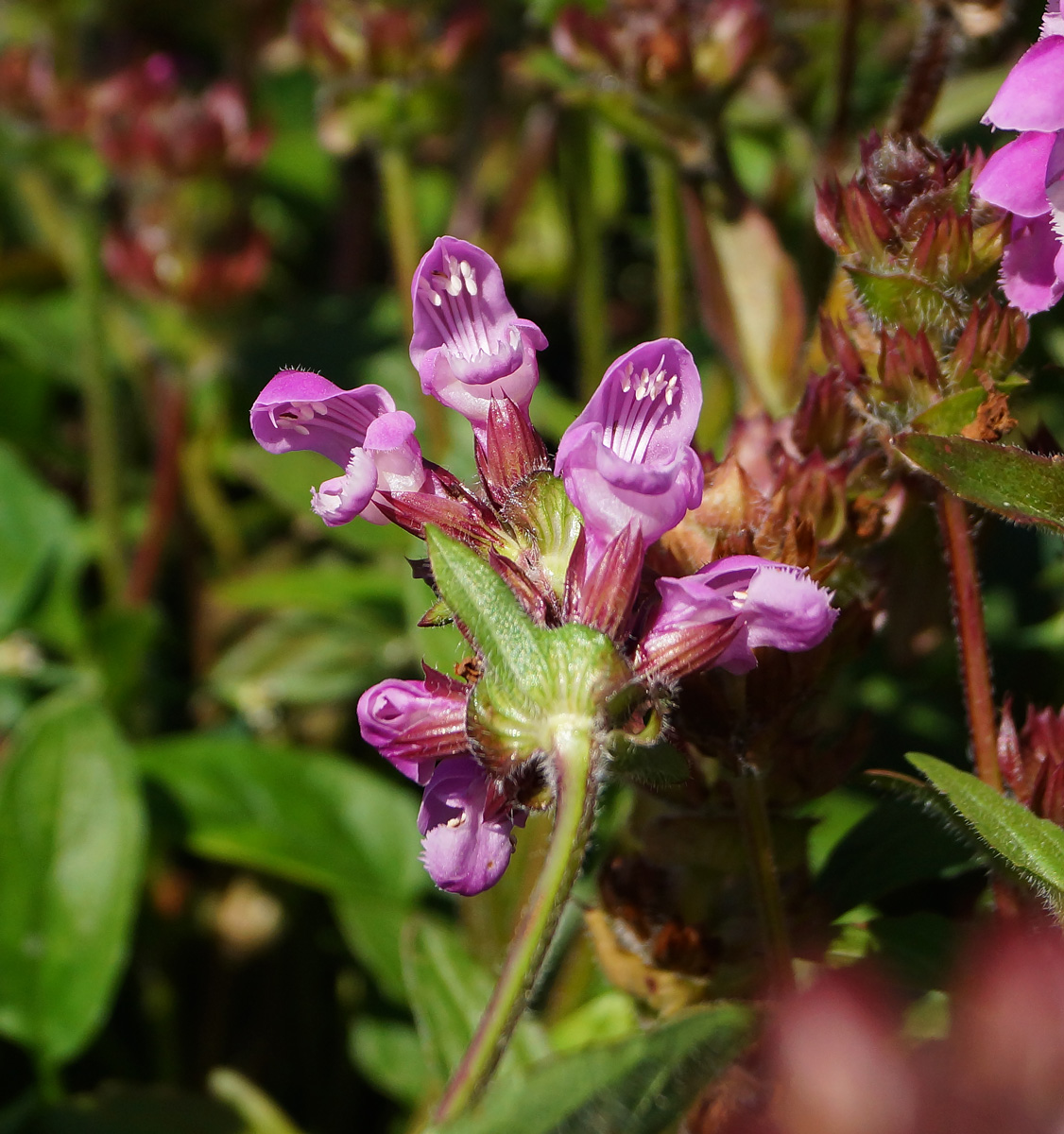 Image of Prunella grandiflora specimen.