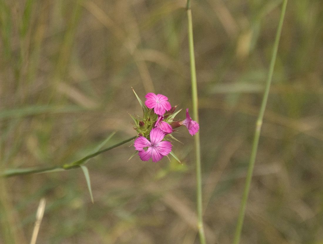 Image of Dianthus capitatus specimen.