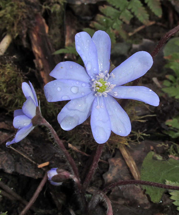 Image of Hepatica nobilis specimen.