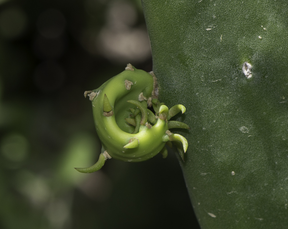 Image of Opuntia cochenillifera specimen.