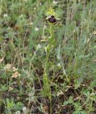 Ophrys подвид epirotica