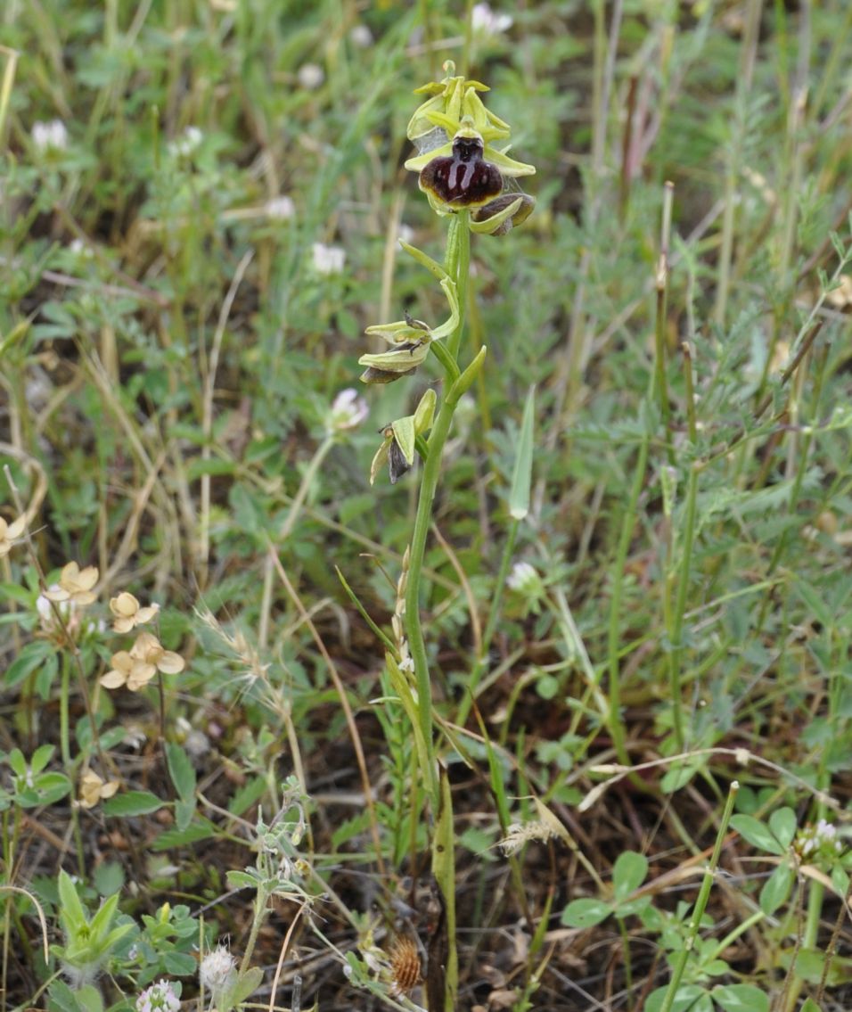 Изображение особи Ophrys sphegodes ssp. epirotica.