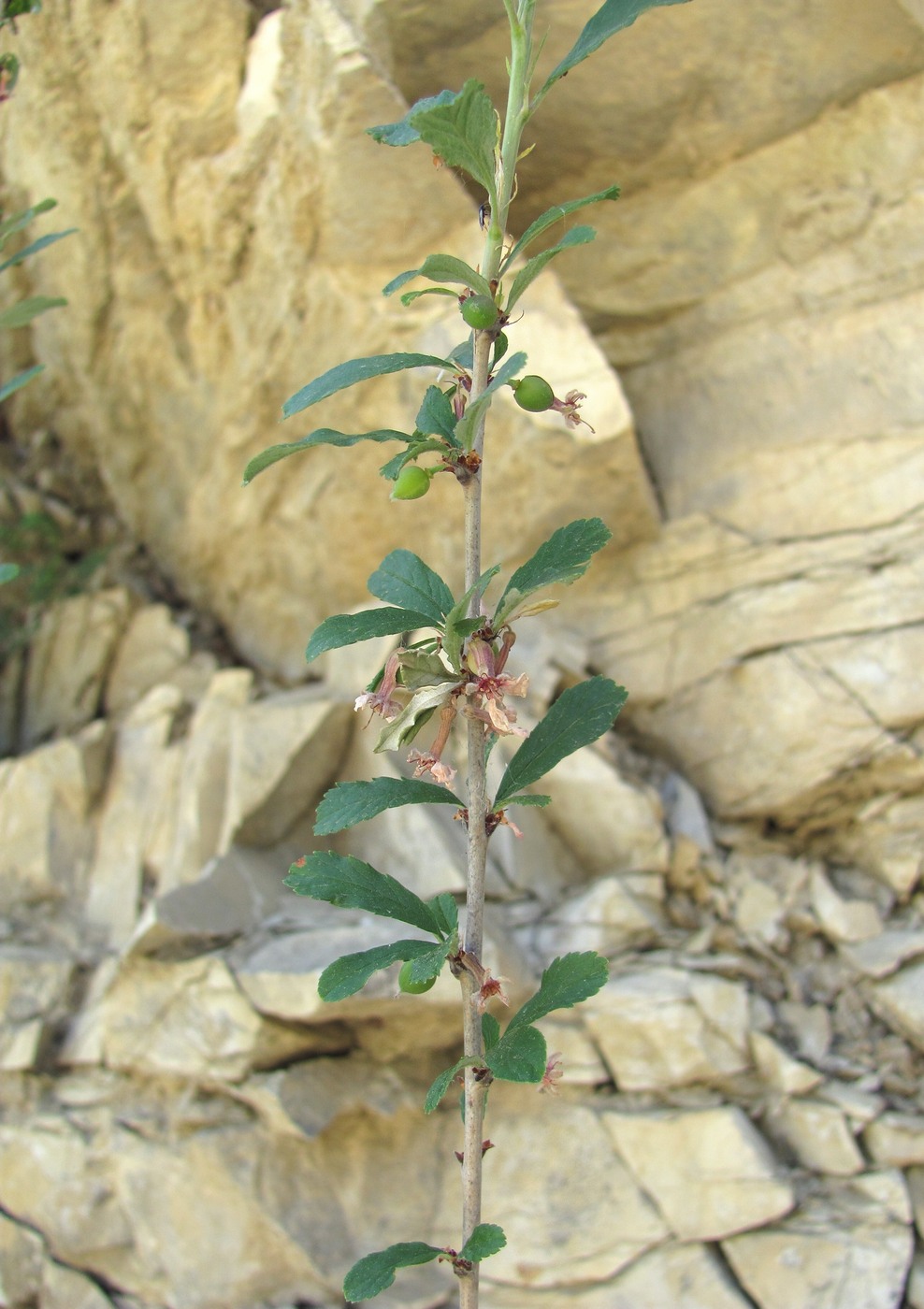 Image of Cerasus incana specimen.