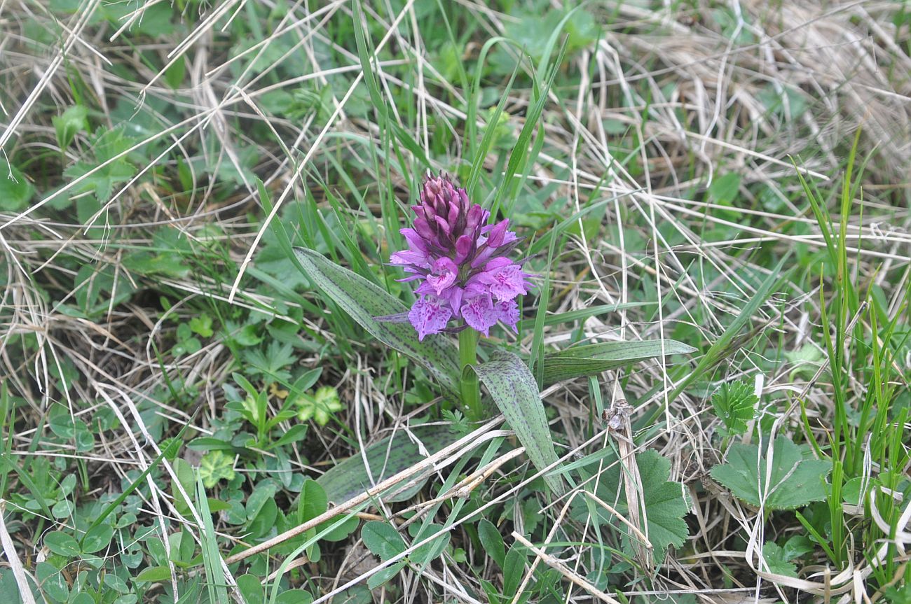 Изображение особи Dactylorhiza euxina.