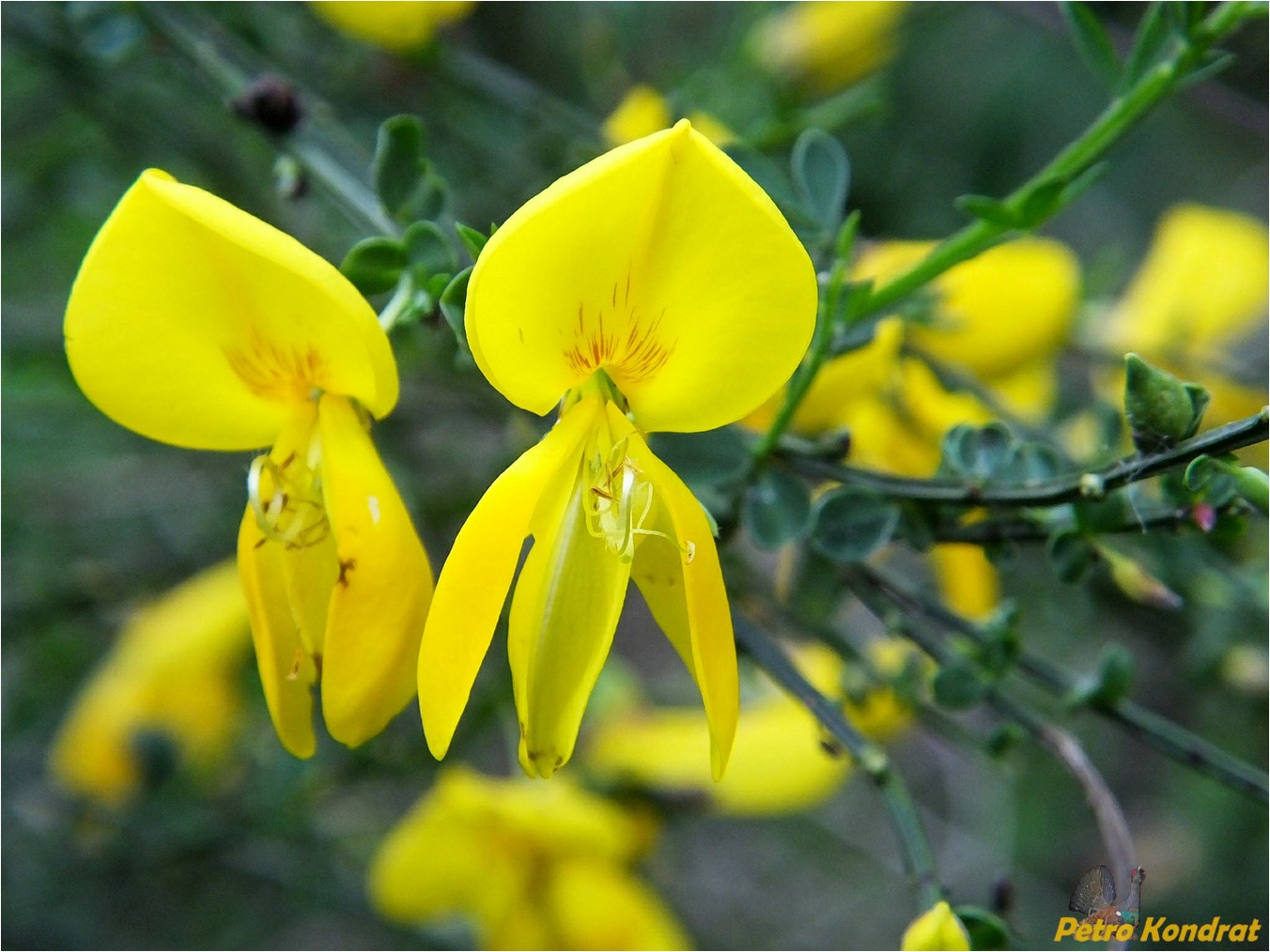 Изображение особи Sarothamnus scoparius.