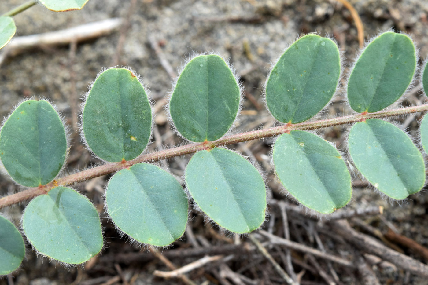 Изображение особи Astragalus rubellus.