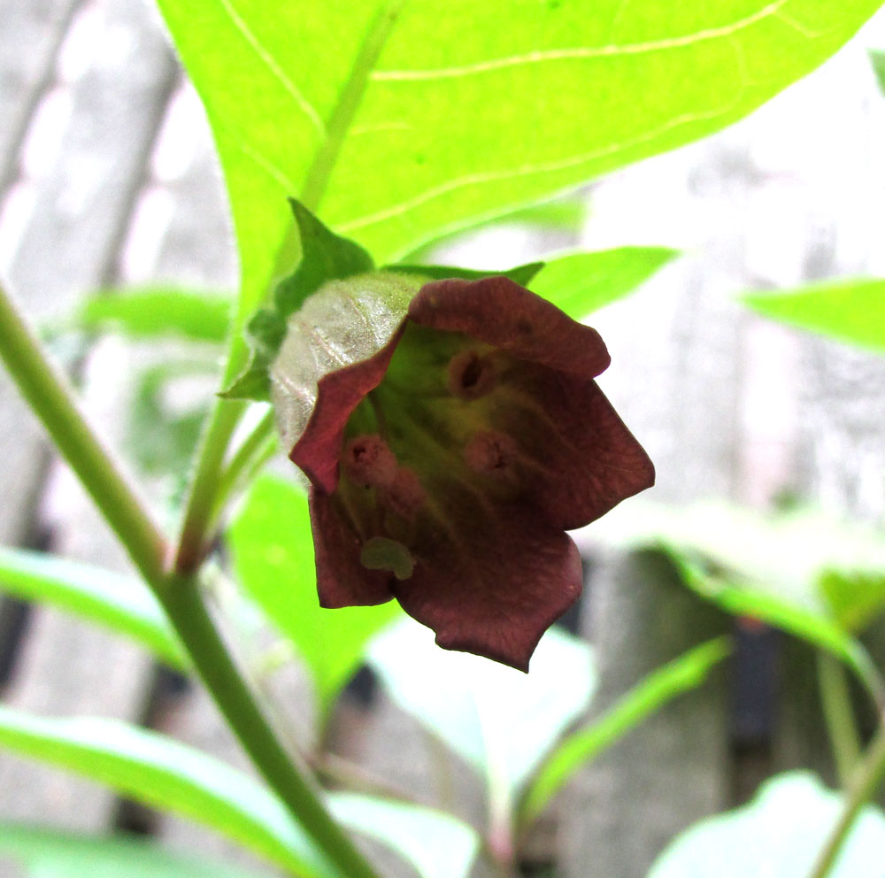 Image of Atropa acuminata specimen.