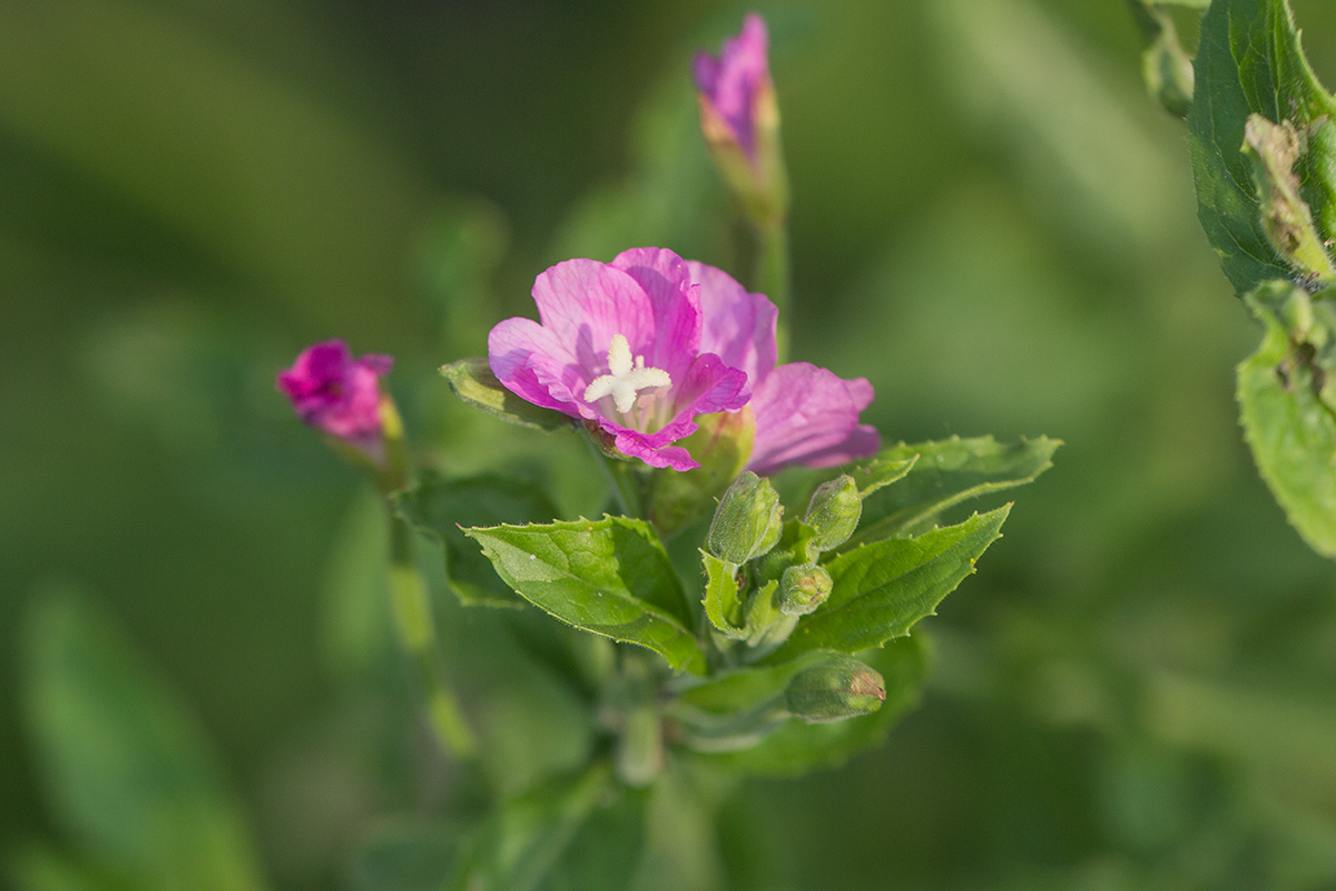 Изображение особи Epilobium hirsutum.