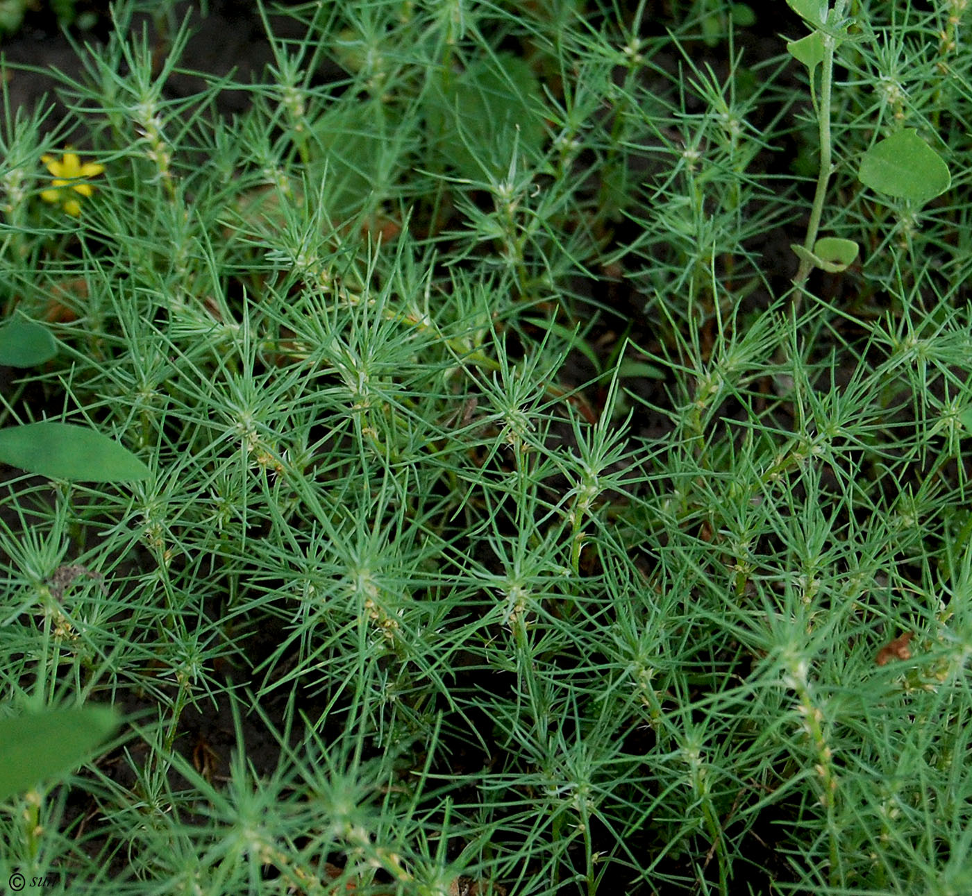 Image of Polycnemum majus specimen.