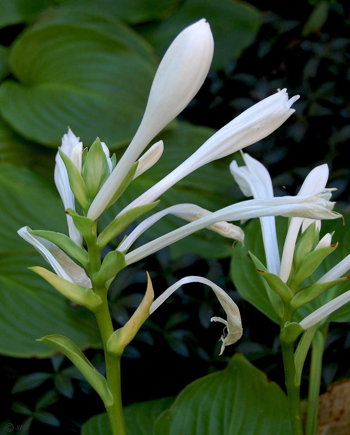 Изображение особи Hosta plantaginea.