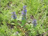 Ajuga genevensis