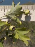 genus Crataegus. Незрелые плоды и листья. Крым, Керченский п-ов, Приазовье, Генеральские пляжи, балка в петрофитной степи, сходящая к берегу моря. 18.08.2018.