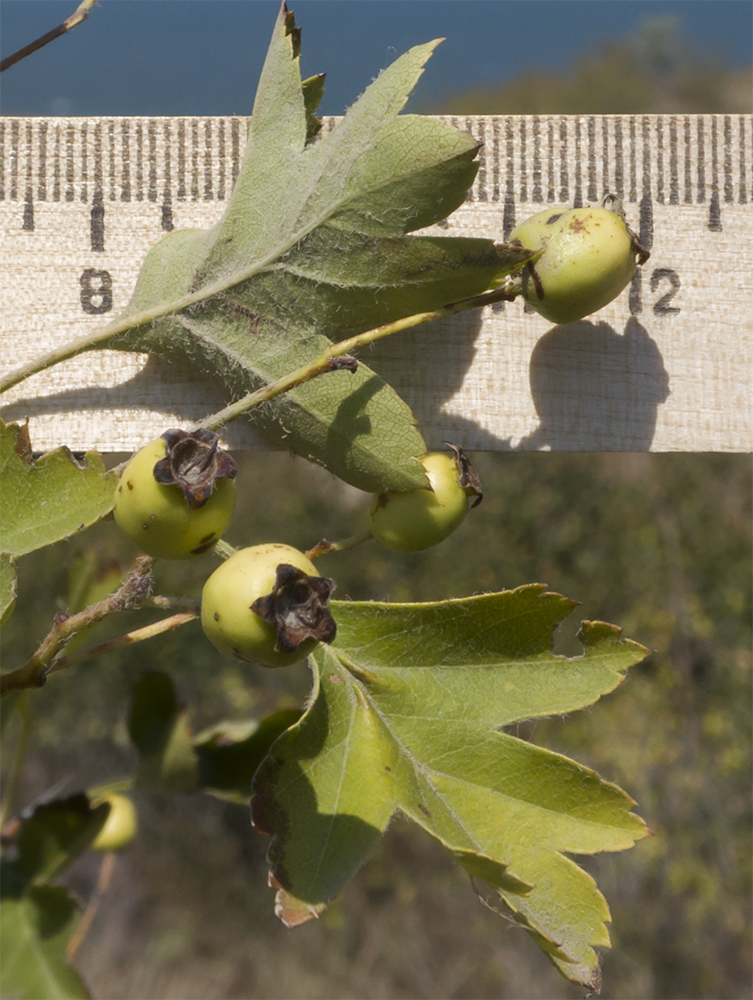 Изображение особи род Crataegus.