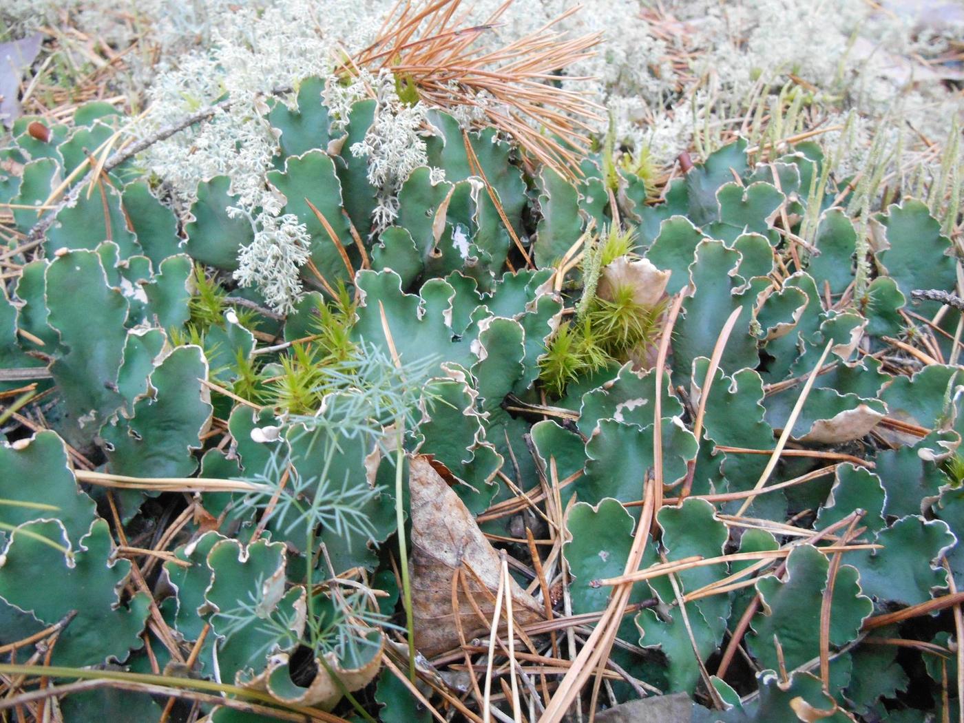 Image of genus Peltigera specimen.