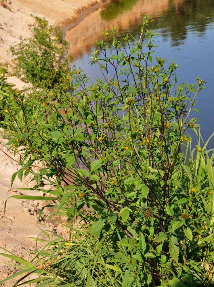 Image of Bidens frondosa specimen.