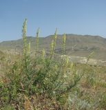 Reseda lutea