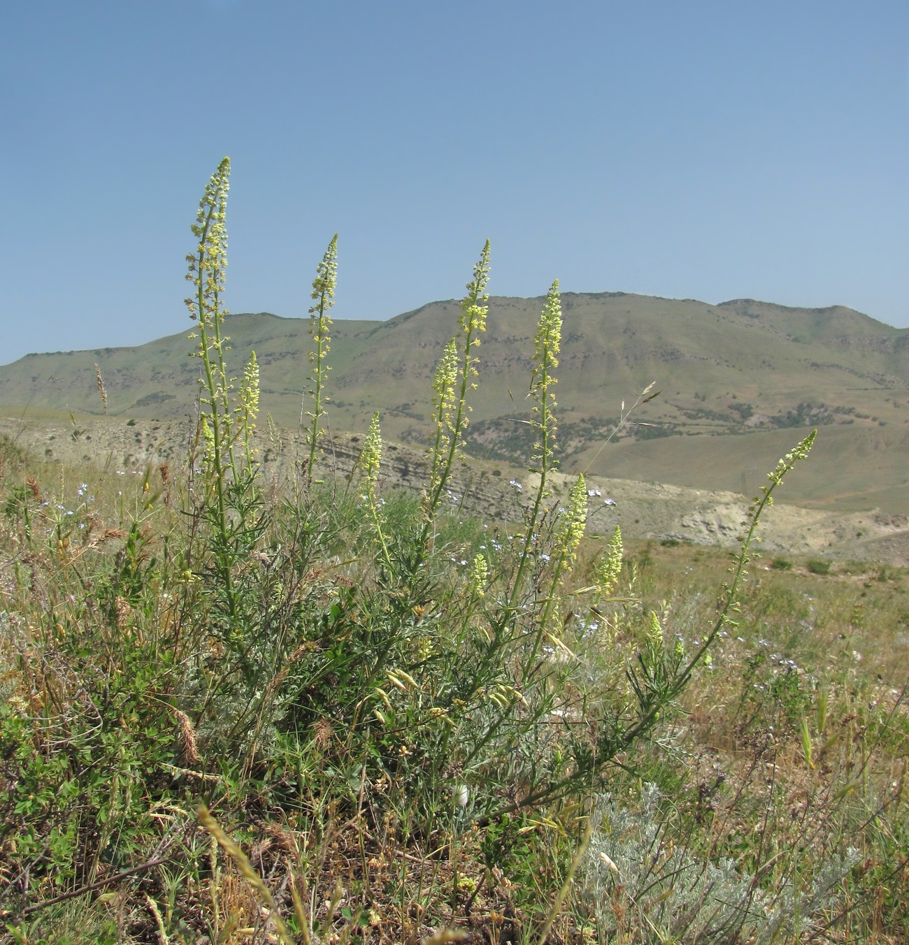 Image of Reseda lutea specimen.