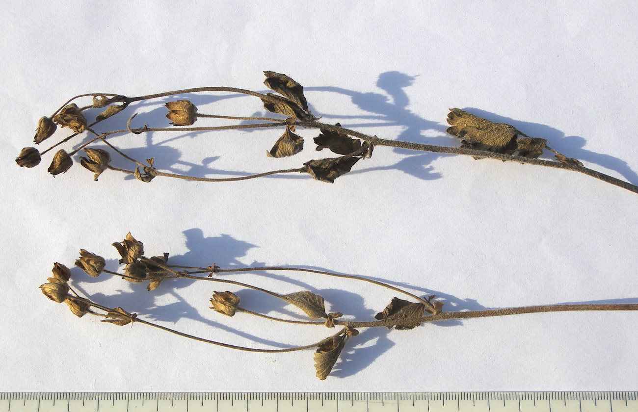 Image of Potentilla geoides specimen.