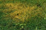 Cuscuta campestris. Цветущее и плодоносящее растение, паразитирующее на спорыше обыкновенном и других растениях лугового разнотравья. Восточный Казахстан, г. Усть-Каменогорск, правый берег р. Иртыш, влажный луг. 20.07.2018.