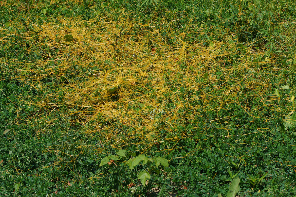 Image of Cuscuta campestris specimen.