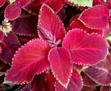 Coleus scutellarioides