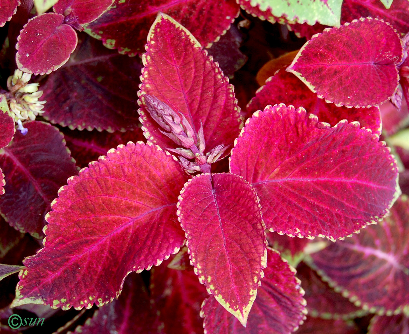 Image of Coleus scutellarioides specimen.