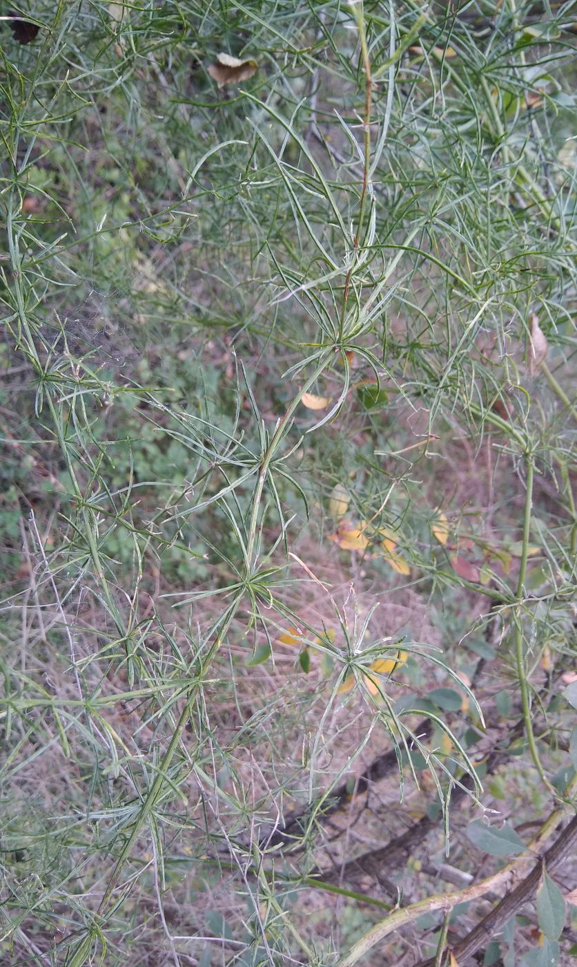 Image of Asparagus verticillatus specimen.