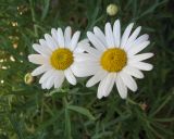 Argyranthemum frutescens. Соцветия. Санкт-Петербург, в культуре. 4 июня 2010 г.