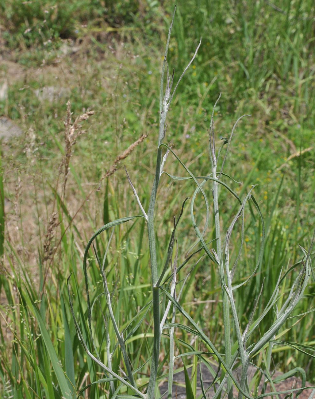 Image of genus Chondrilla specimen.
