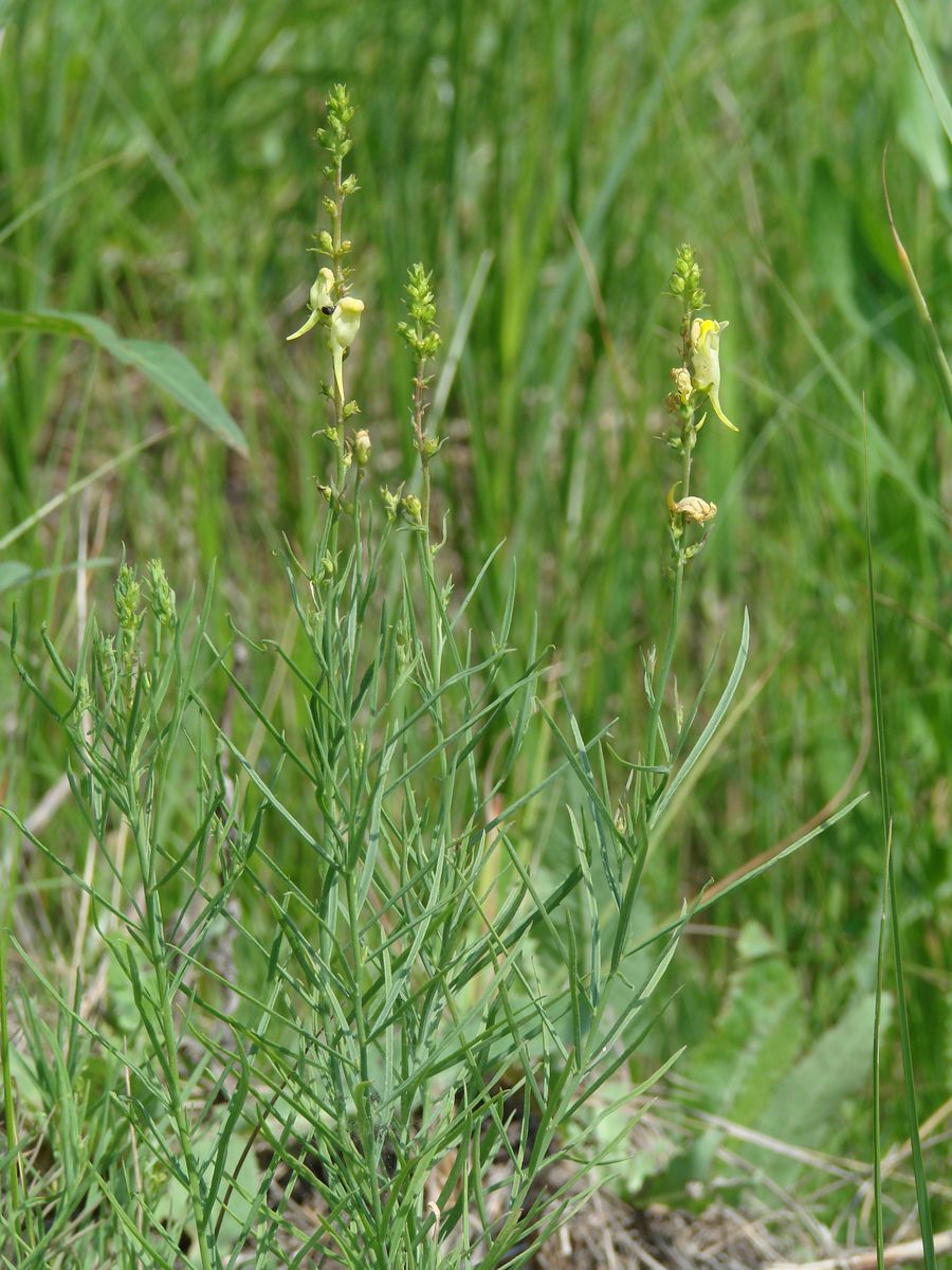 Image of Linaria vulgaris specimen.