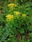 Euphorbia pilosa. Цветущие растения. Алтай, Катунский хребет, долина р. Куйгук, ≈ 2000 м н.у.м., субальпийский луг. 04.07.2018.
