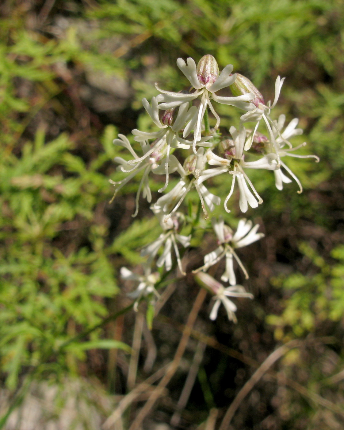 Image of Silene stylosa specimen.