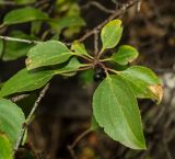 Rhamnus cathartica. Листья. Башкортостан, Кугарчинский р-н, окр. дер. Мурадымово, природный парк \"Мурадымовское ущелье\", долина р. Большой Ик, каменистый склон на скальном массиве вдоль реки, у входа в Голубиный грот. 3 сентября 2018 г.