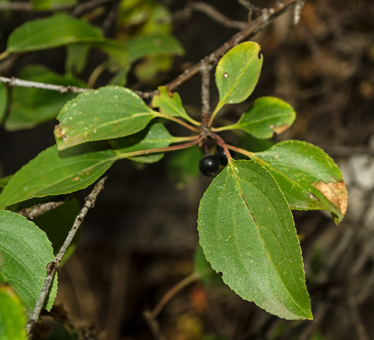 Image of Rhamnus cathartica specimen.