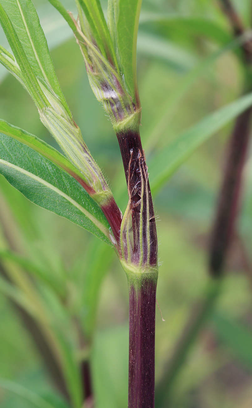 Изображение особи Aconogonon divaricatum.