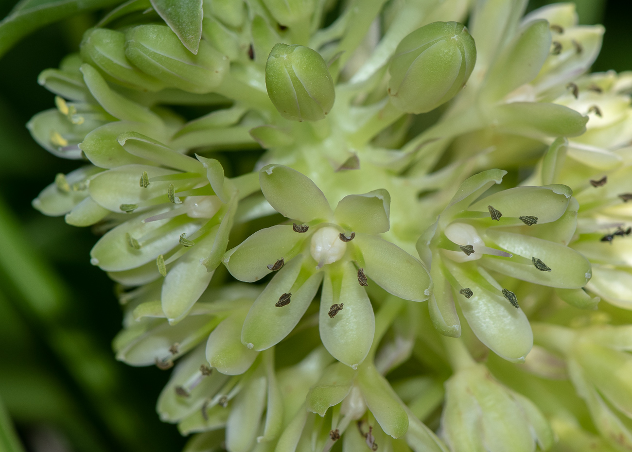 Изображение особи Eucomis autumnalis.