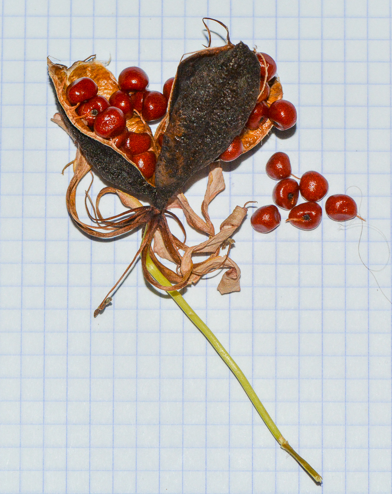 Image of Gloriosa superba specimen.