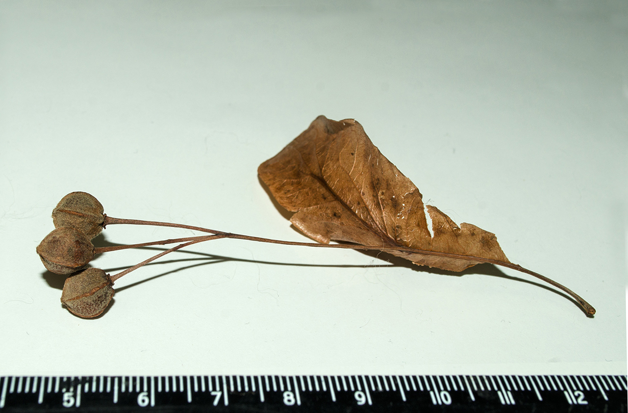 Image of genus Tilia specimen.