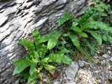 Phyllitis scolopendrium