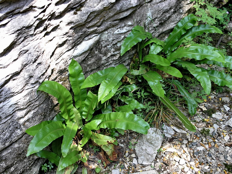 Изображение особи Phyllitis scolopendrium.