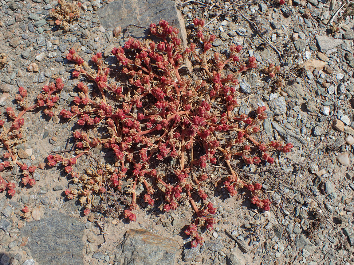 Image of Mesembryanthemum nodiflorum specimen.