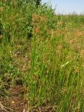 Juncus acutiflorus. Цветущие растения. Нидерланды, провинция Gelderland, община Bronkhorst, окр. дер. Zelhem, заболоченный берег пруда. 10 июля 2010 г.